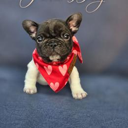 June Bug - Black and white female French Bulldog puppy in Terrebonne, Oregon from Scherners Frenchie Frenz