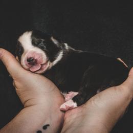 Kelley's Across The Universe (Deva) - Black tri female Miniature Australian Shepherd puppy in Tallahassee, Florida from The Kelley Crew