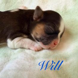 Will - Gold and white male Shih Tzu puppy in Hemet, California from Aloha Shih Tzu