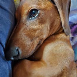 Mike Hawk - Dachshund puppy in Tucson, Arizona from Luna May's daschunds