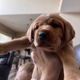 Labrador Retriever Puppies from SR Kennels