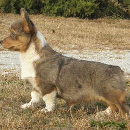 American Corgi and Pembroke Welsh Corgi Puppies from Nightstreak Corgis
