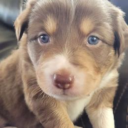 Daisy - Red Border Collie puppy in Morgan, Texas from Shooting Star Ranch