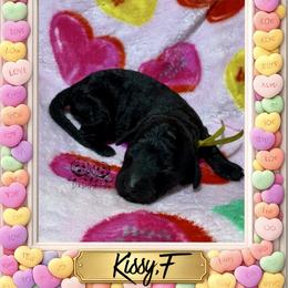 Kissy - Black female Goldendoodle puppy in Simpsonville, South Carolina from D & D Golden Doodles, LLC