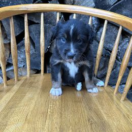 Maple - Black tri-color female Australian Shepherd puppy in Hillsboro, Oregon from Delaney's Australian Shepherds