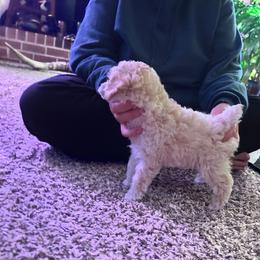 Zola - Cream female Poodle puppy in North Prince George, Virginia from ROYAL VISTA