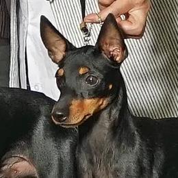 Bird - Manchester Terrier