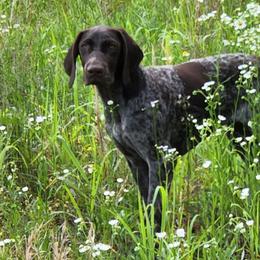 Tink - German Shorthaired Pointer
