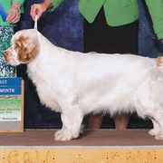 Clumber Spaniel All Grown Up from Shogun Clumber Spaniels