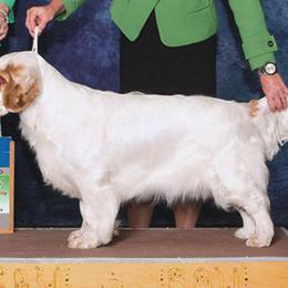 Clumber Spaniel All Grown Up from Shogun Clumber Spaniels