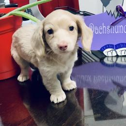 Dachshund Puppies from Meldox