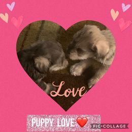 Miniature Schnauzer Puppies from Sassy schnauzers