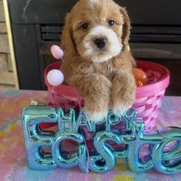 Lady bird - Red and white female Cockapoo puppy in Connersville, Indiana from MoonShine Babies