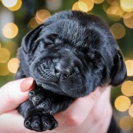 Labrador Retriever Puppies from Mid-Columbia Labradors