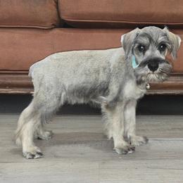 Toby - Salt and pepper male Miniature Schnauzer puppy in Spring Hill, Florida from Suncoast Miniature Schnauzers