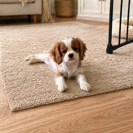 Layla Bug - Blenheim female Cavalier King Charles Spaniel puppy in Shepherdsville, Kentucky from Cavalierkentuckypride