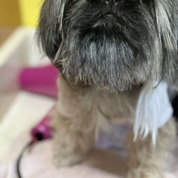 Miniature Schnauzer and Shih Tzu All Grown Up from Beards of Glory