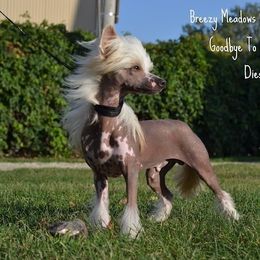 Chinese Crested Puppies from Breezy Meadows