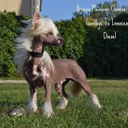 Chinese Crested Puppies from Breezy Meadows
