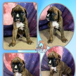 Boxer Puppies from Red Rock Boxers