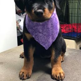 "PICKLE" Rottweiler Puppies from Spirit Mountain Rottweilers