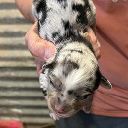 Xavier - Blue merle male Miniature Australian Shepherd puppy in Godley, Texas from Nana and Paws Aussies