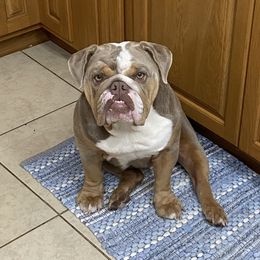Freda - Bulldog