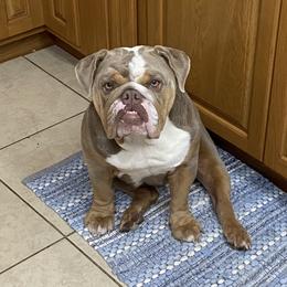 Freda - Bulldog