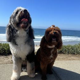 Bernedoodles and Goldendoodles from Country Hills Doodles