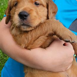 Boy 5 - Golden male Golden Retriever puppy in Montoursville, Pennsylvania from Wallace Golden Retriever's