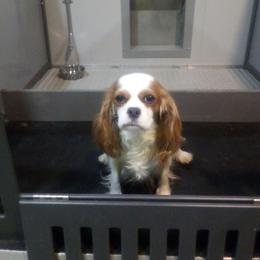 Lulu - Cavalier King Charles Spaniel