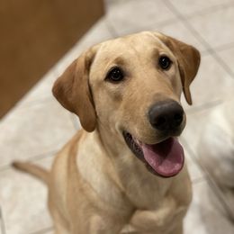 Penny - Labrador Retriever
