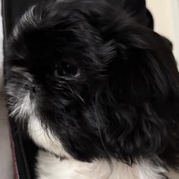 Chanel Fascination Diva of the Empress - Black and white female Shih Tzu puppy in Ellicott City, Maryland from Dr. Dmitriy Kurenbin PURE SHIH TZU Puppies