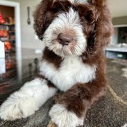 Newfypoo Puppies from Two Sisters Ranch, LLC
