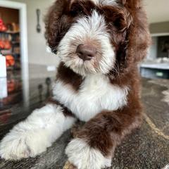 Newfypoo Puppies from Two Sisters Ranch, LLC