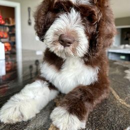 Newfypoo Puppies from Two Sisters Ranch, LLC