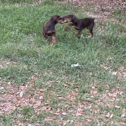 Doberman Pinscher Puppies from Pamela Nachel