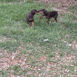 Doberman Pinscher Puppies from Pamela Nachel