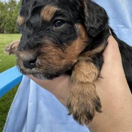 Tan collar - Tri-color male Bernedoodle puppy in Cody, Wyoming from Yellowstone Breeders
