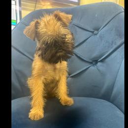 Brussels Griffon Puppies from Brussels Griffons of Kingsley