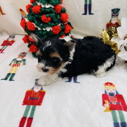 AKC - Scruffy 3000 - Black tan and white male Biewer Terrier puppy in Douglas, Georgia from Heartland small breeds