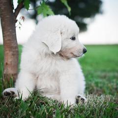 Border Collie and Maremma Sheepdog Puppies from 2J 2K Border Collies & Maremma Sheepdogs