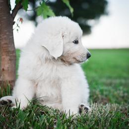 Border Collie and Maremma Sheepdog Puppies from 2J 2K Border Collies & Maremma Sheepdogs