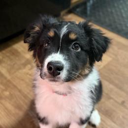 Story - Black tri-color female Australian Shepherd puppy in West Virginia from Mountain Trail Aussies