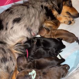Ash - Black and tan male Dachshund puppy in Palm Bay, Florida from Life With Mini Paws