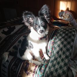 Papillon All Grown Up from Butterfly Ridge