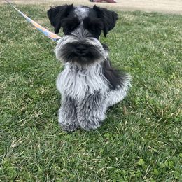 Voyage - Miniature Schnauzer