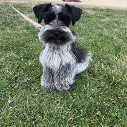Voyage - Miniature Schnauzer