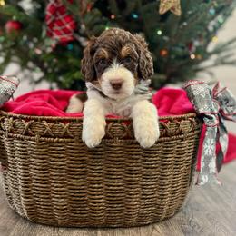 Autumn - Tri-color female Bernedoodle puppy in Harpers Ferry, West Virginia from Oso Perfect Poodles and Doodles