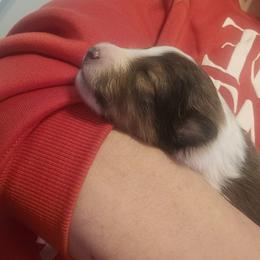 Shetland Sheepdog Puppies from Fawn Lane Shetland Sheepdogs
